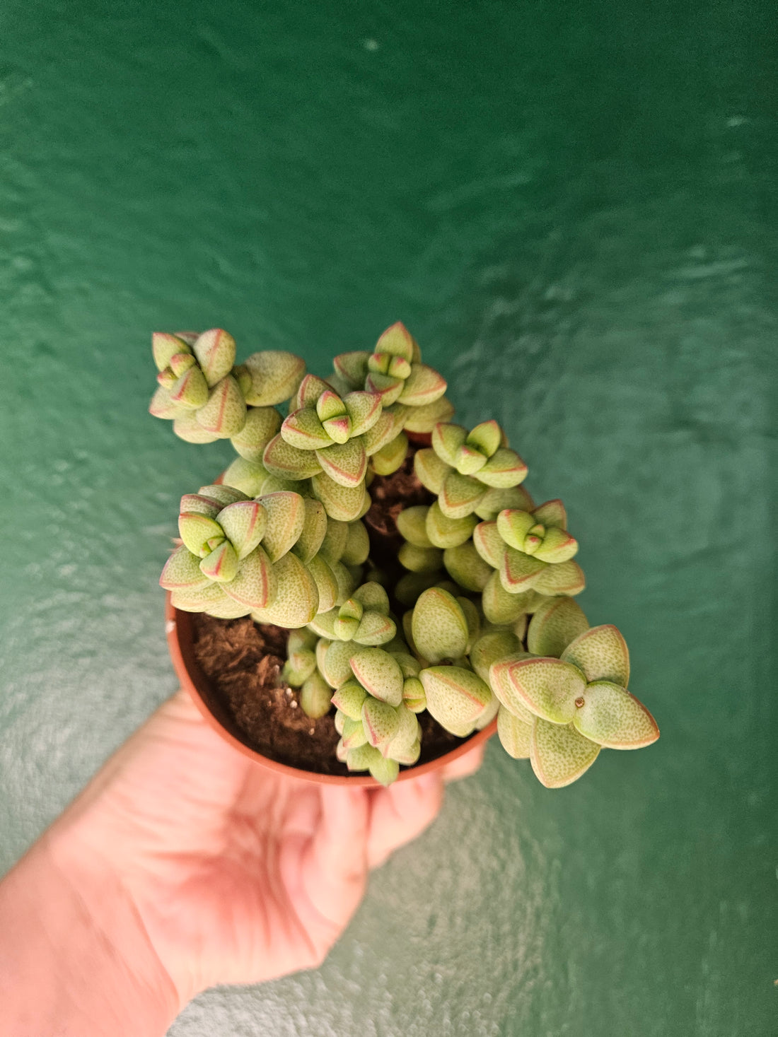 Crassula &