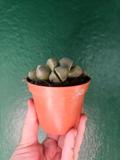 Pleiospilos nelii (Split Rock Plant)