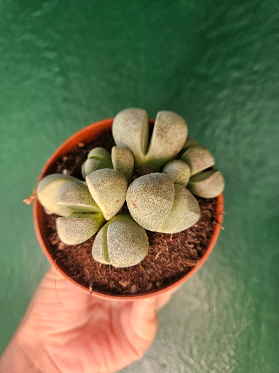 Pleiospilos nelii (Split Rock Plant)