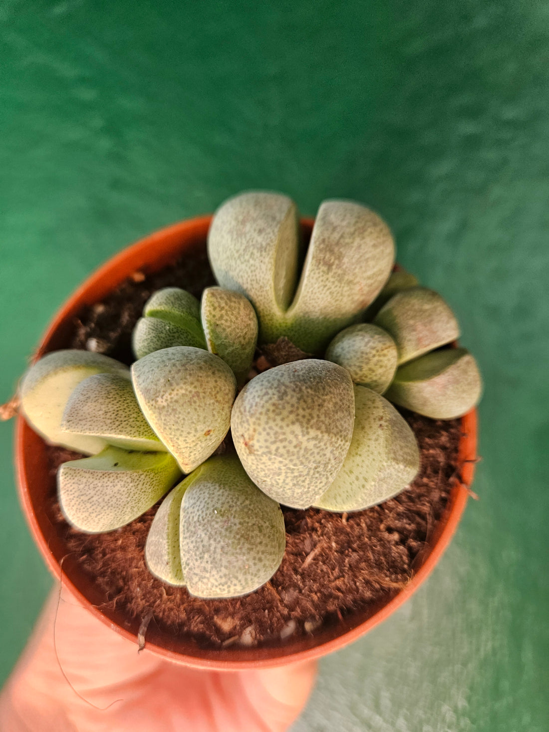 Pleiospilos nelii (Split Rock Plant)