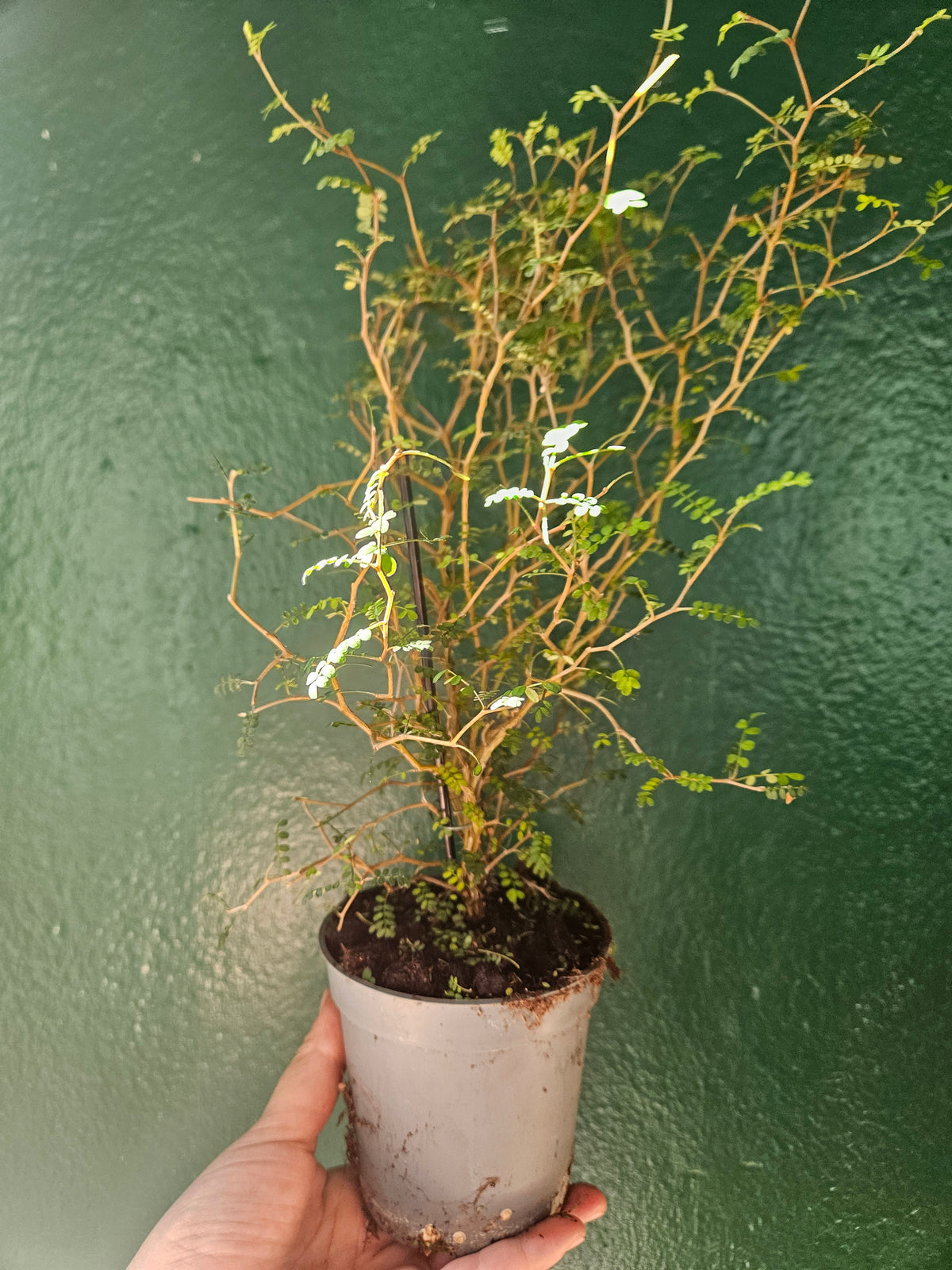 Sophora prostrata &