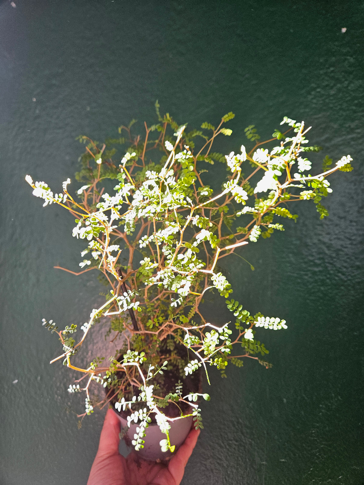 Sophora prostrata &