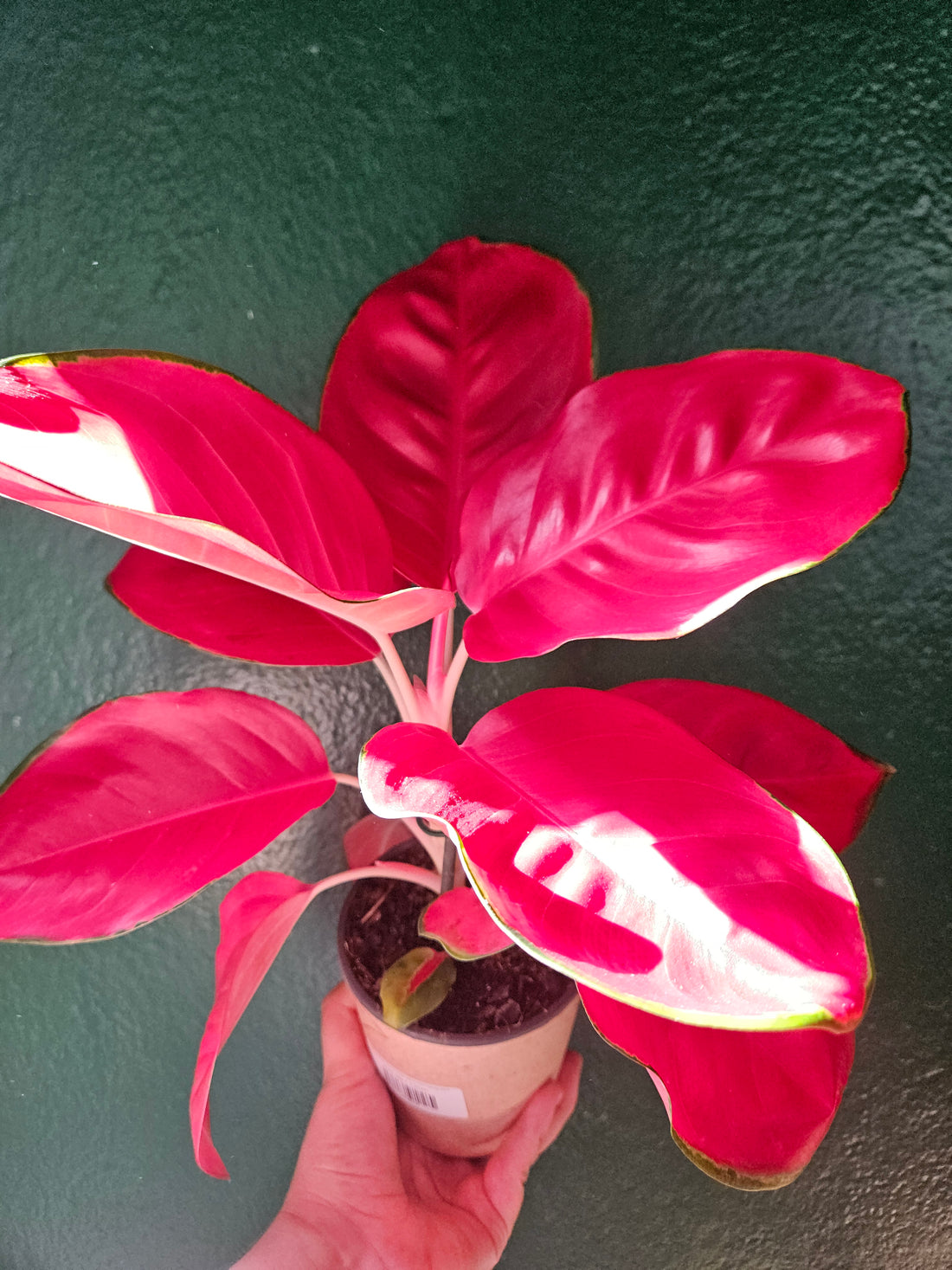 Aglaonema &