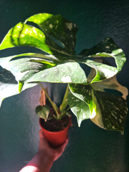 Monstera deliciosa &