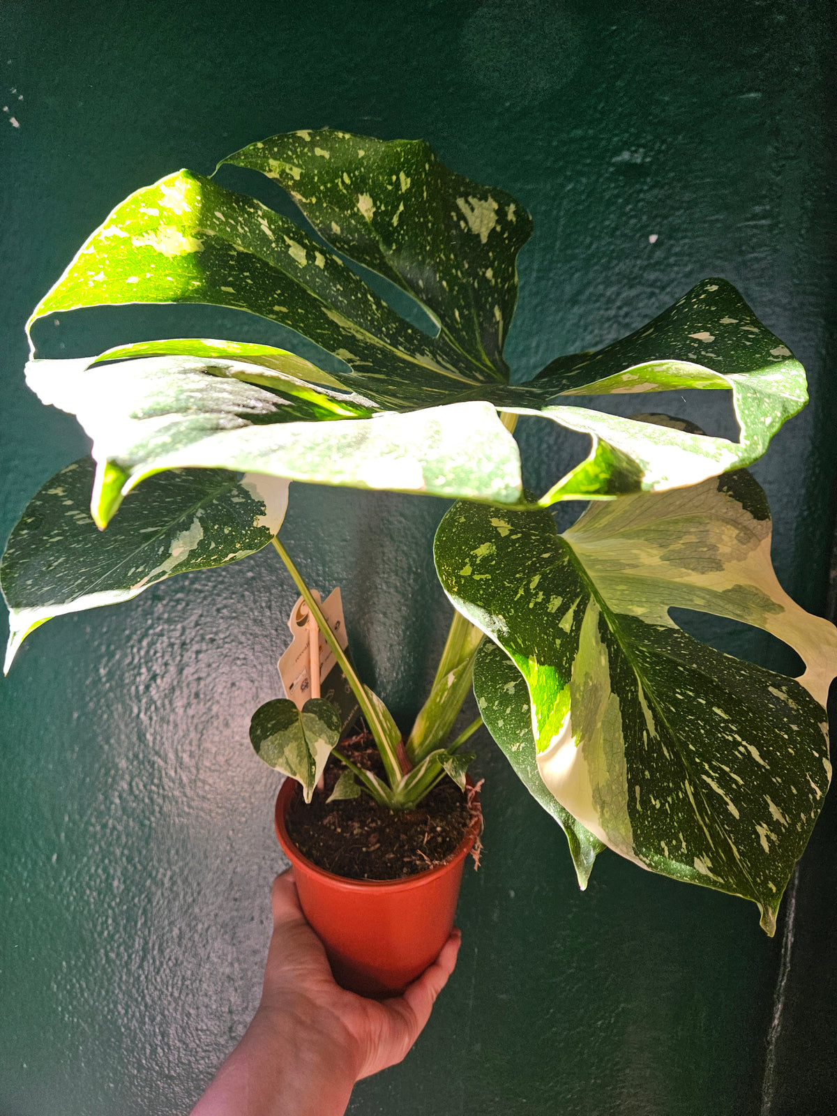 Monstera deliciosa &