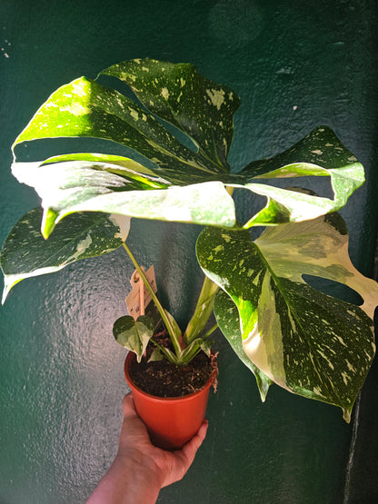 Monstera deliciosa &