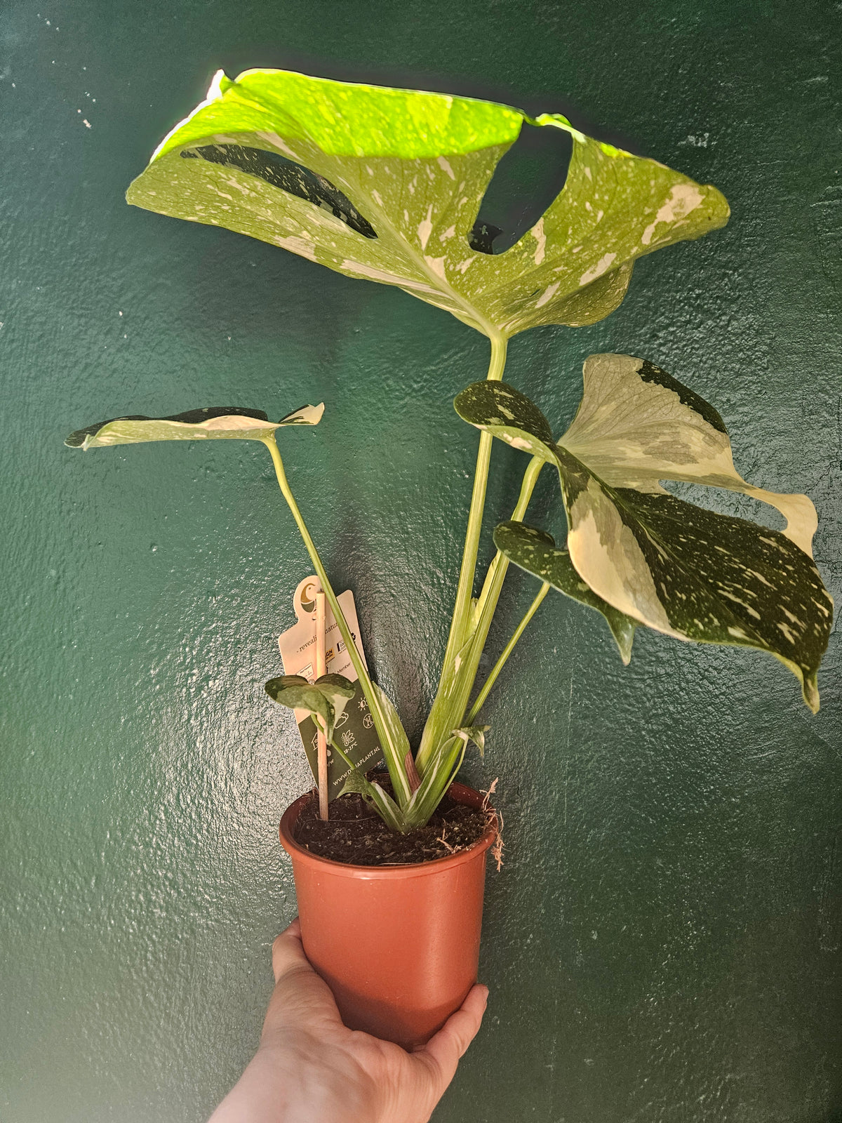 Monstera deliciosa &