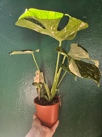 Monstera deliciosa &