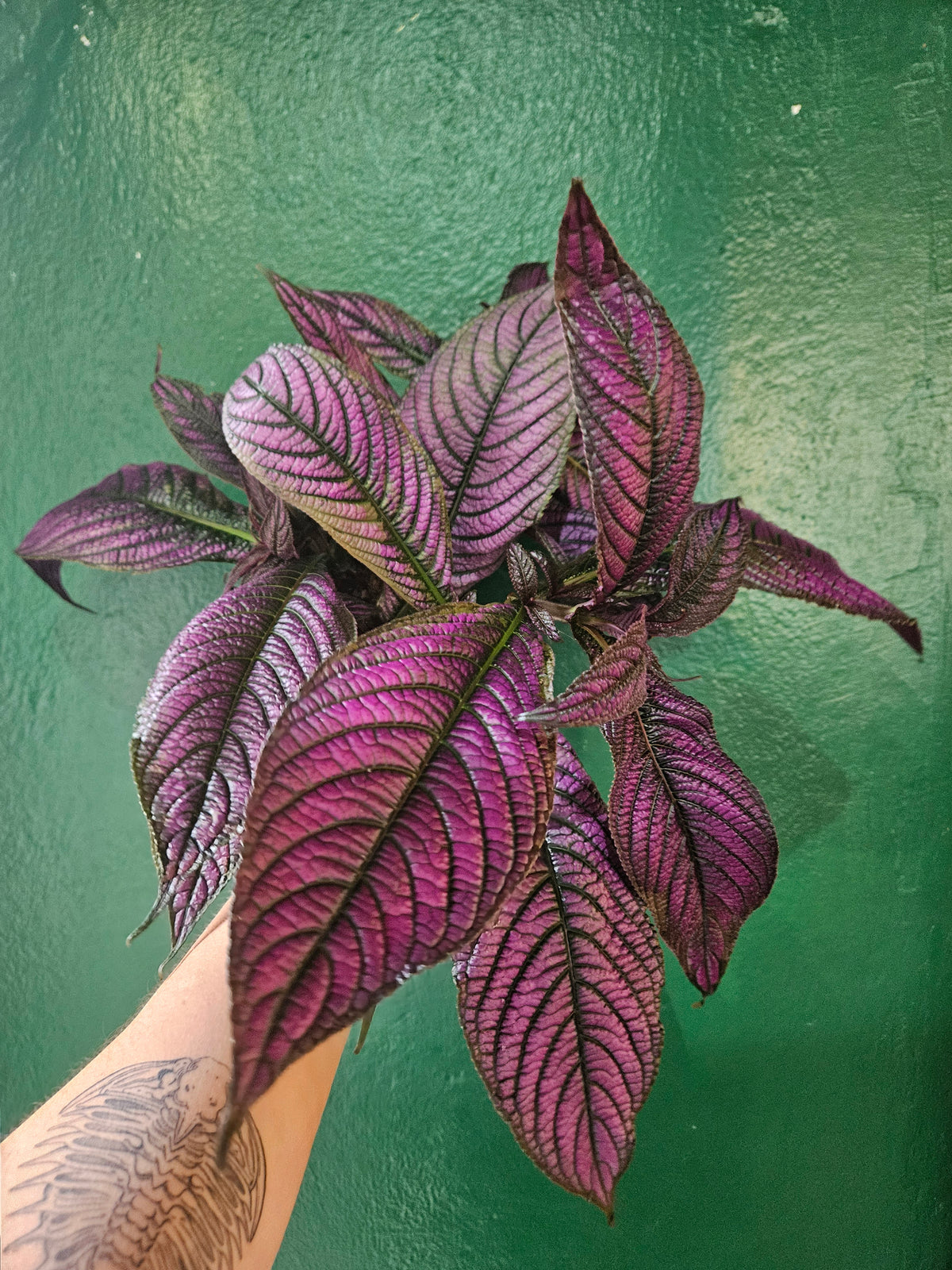 Strobilanthes dyeriana (Persian Shield)