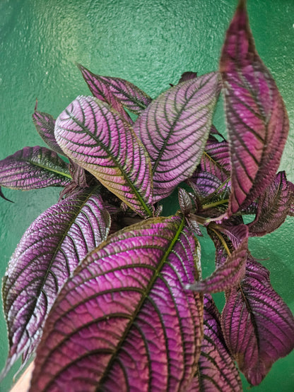 Strobilanthes dyeriana (Persian Shield)