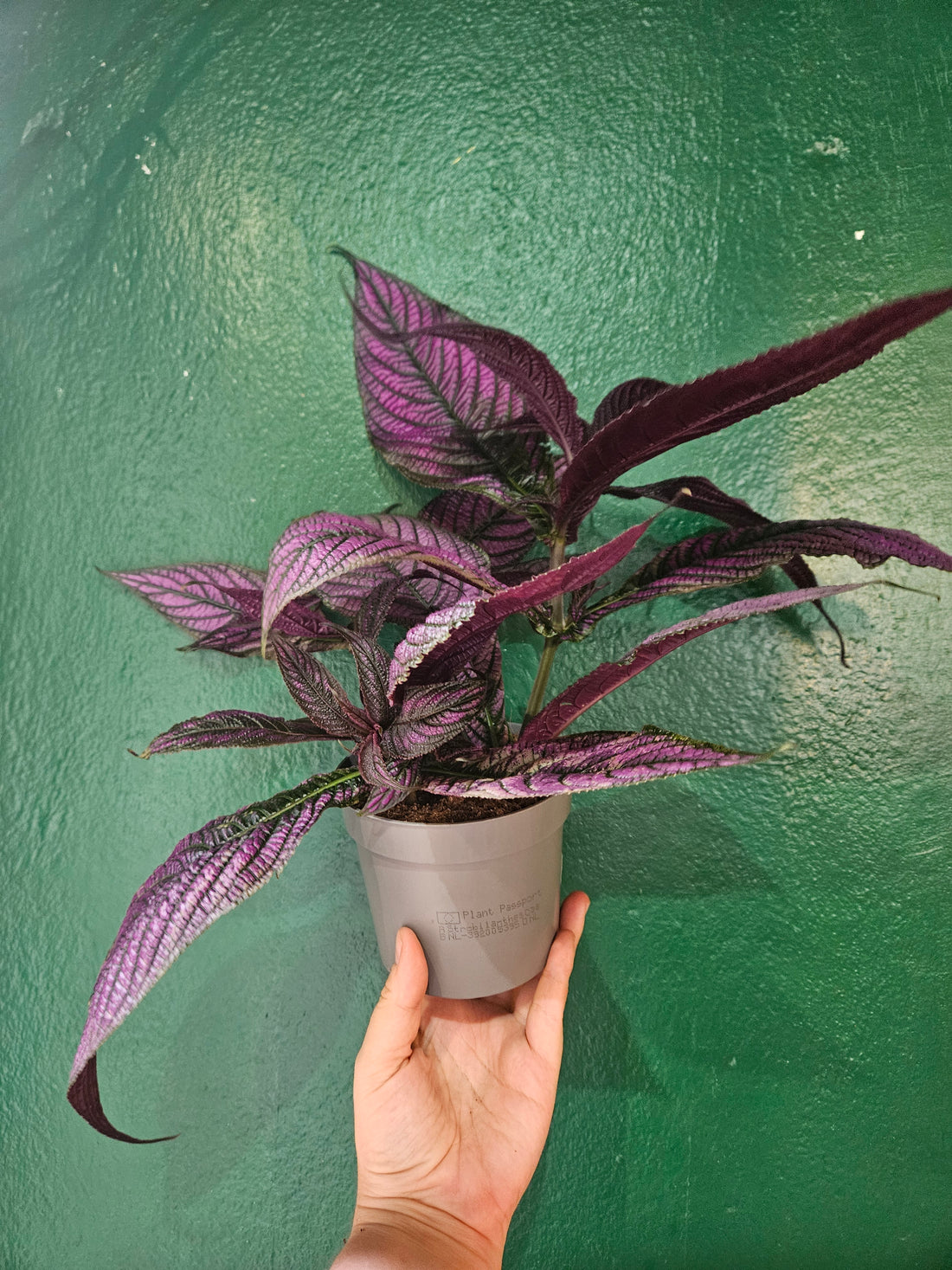 Strobilanthes dyeriana (Persian Shield)