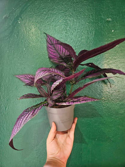 Strobilanthes dyeriana (Persian Shield)