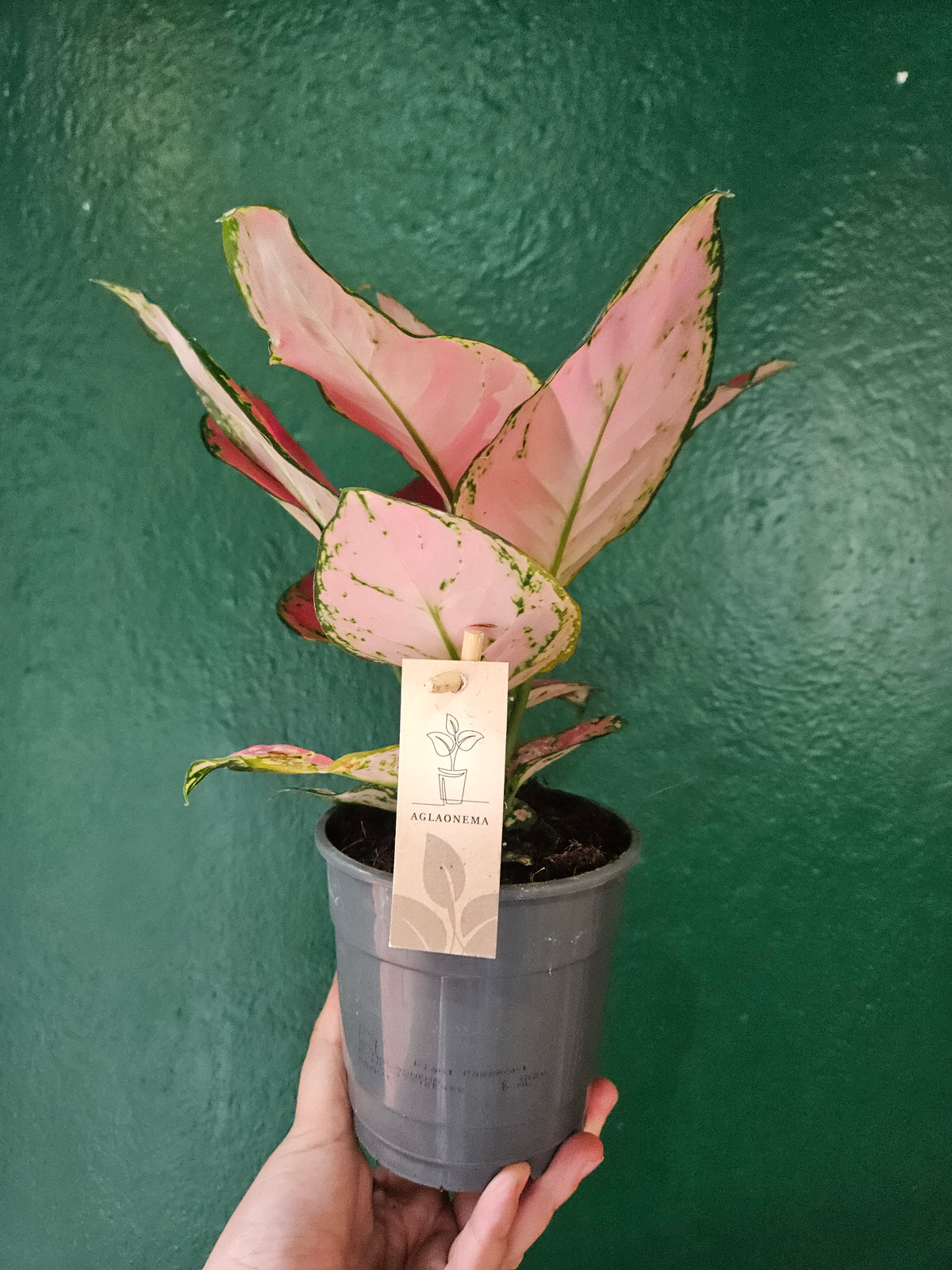 Aglaonema &