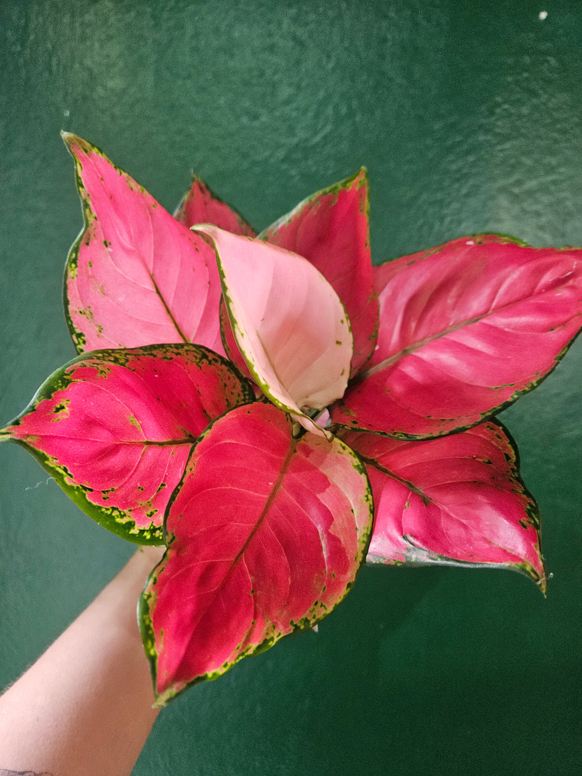 Aglaonema &
