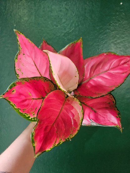 Aglaonema &