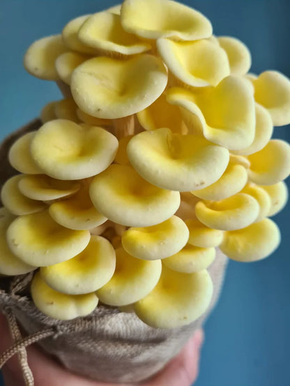 Caley Bros mushroom kits