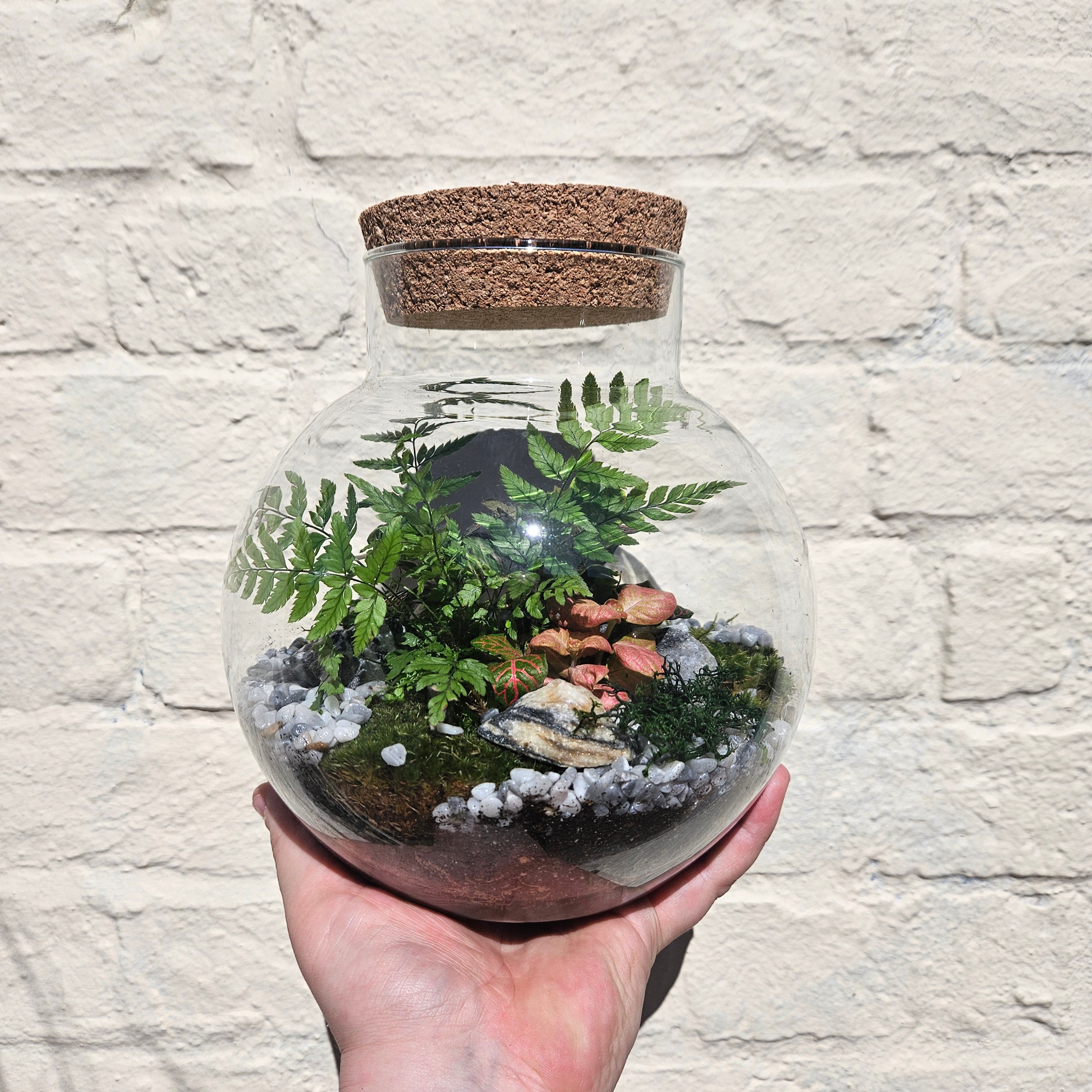 Medium dome shaped closed terrarium with cork