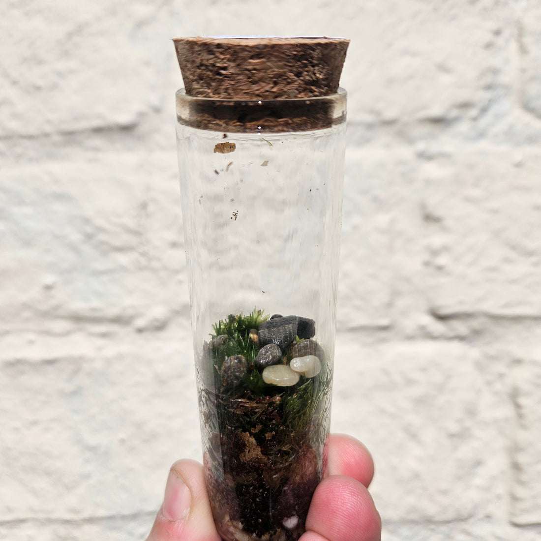 Closed mossarium with cork
