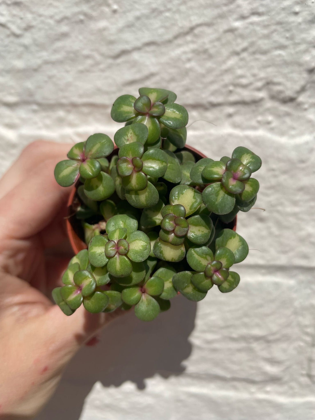 Portulacaria afra (Elephant bush)