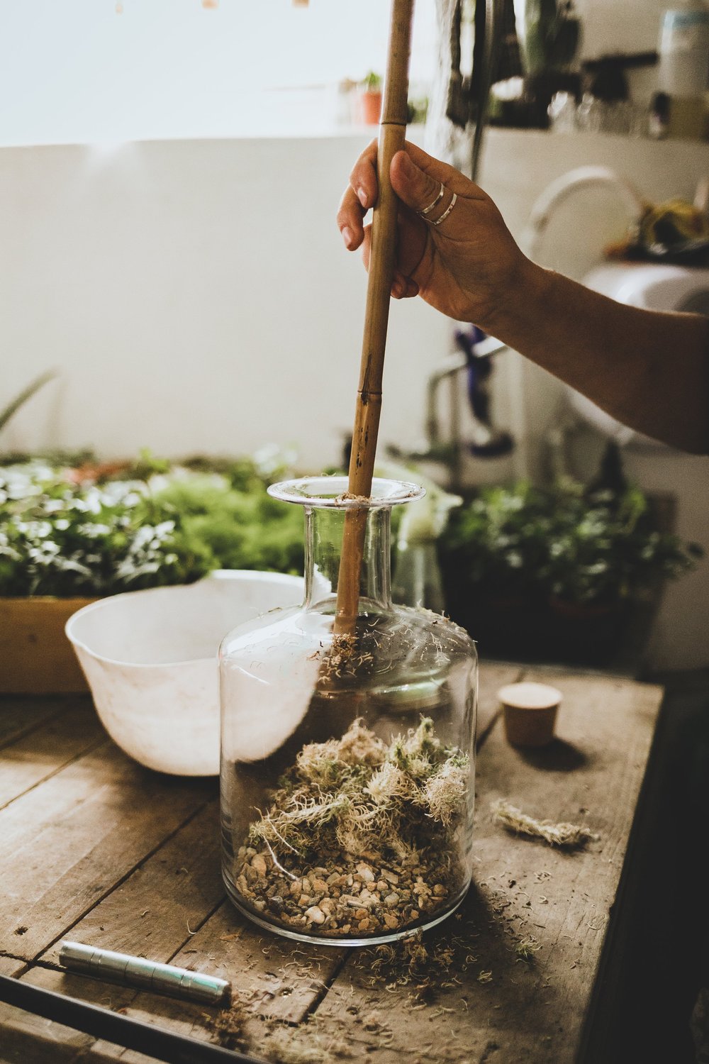 16/11/2024 at 11am Closed Terrarium Workshop