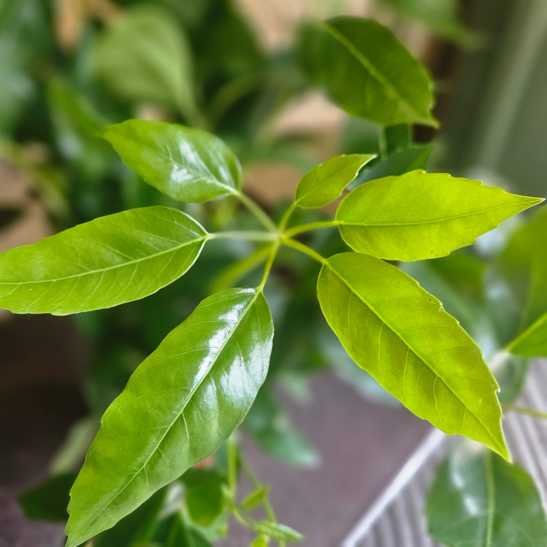 Heptapleurum actinophyllum Syn. Schefflera actinophylla (Australian Umbrella plant)