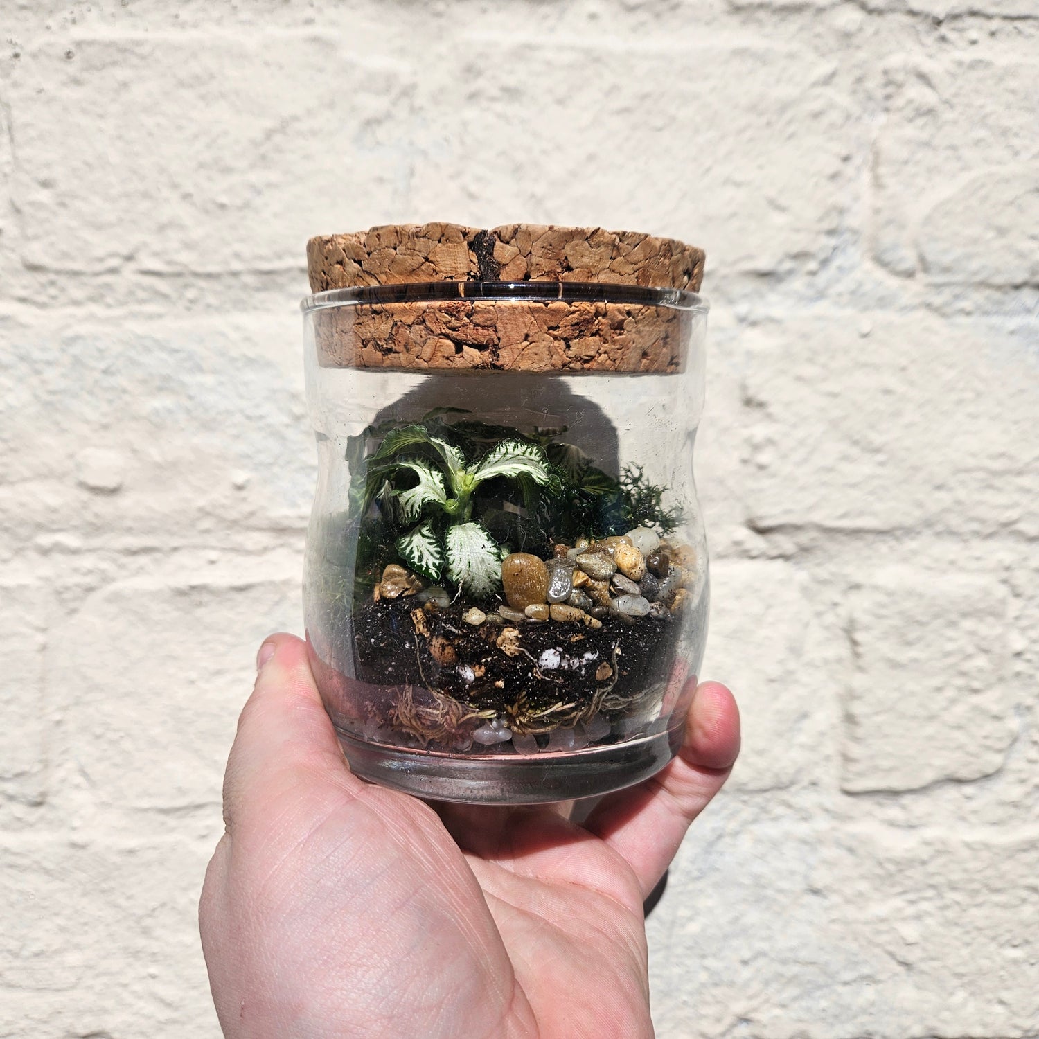 Small Glass Closed Terrarium