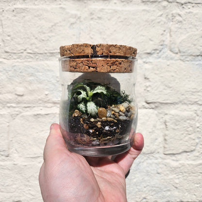 Small Glass Closed Terrarium
