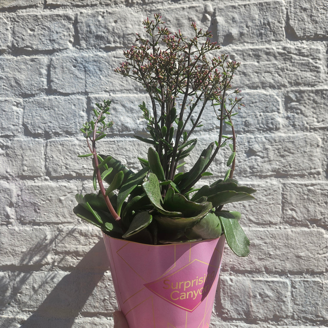 Kalanchoe humilis &