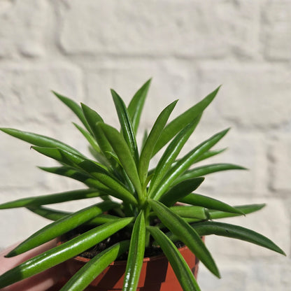 Peperomia ferryrae (Happy bean succulent)