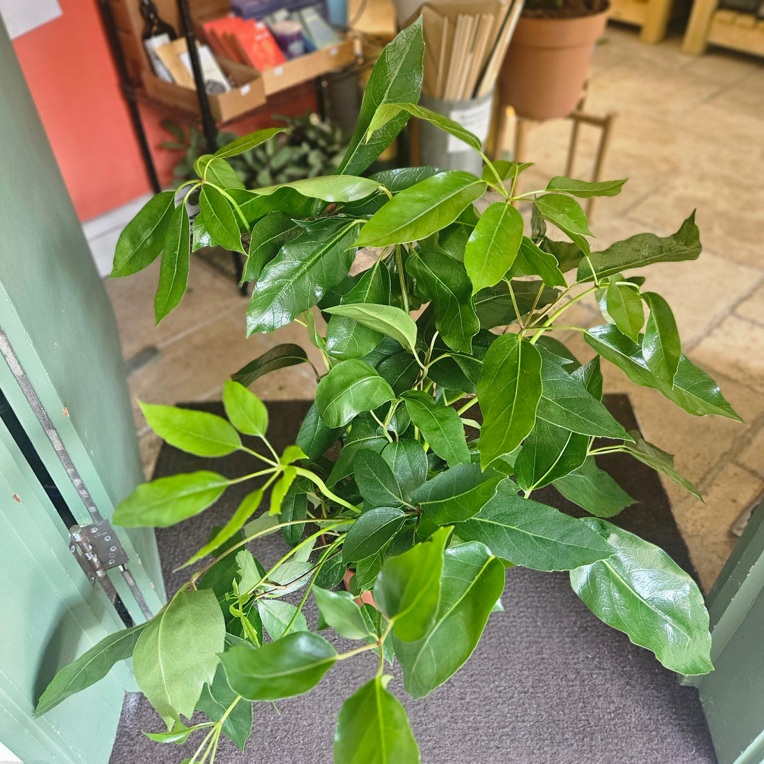 Heptapleurum actinophyllum Syn. Schefflera actinophylla (Australian Umbrella plant)