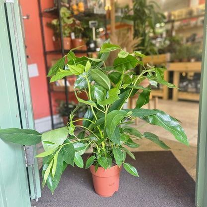 Heptapleurum actinophyllum Syn. Schefflera actinophylla (Australian Umbrella plant)