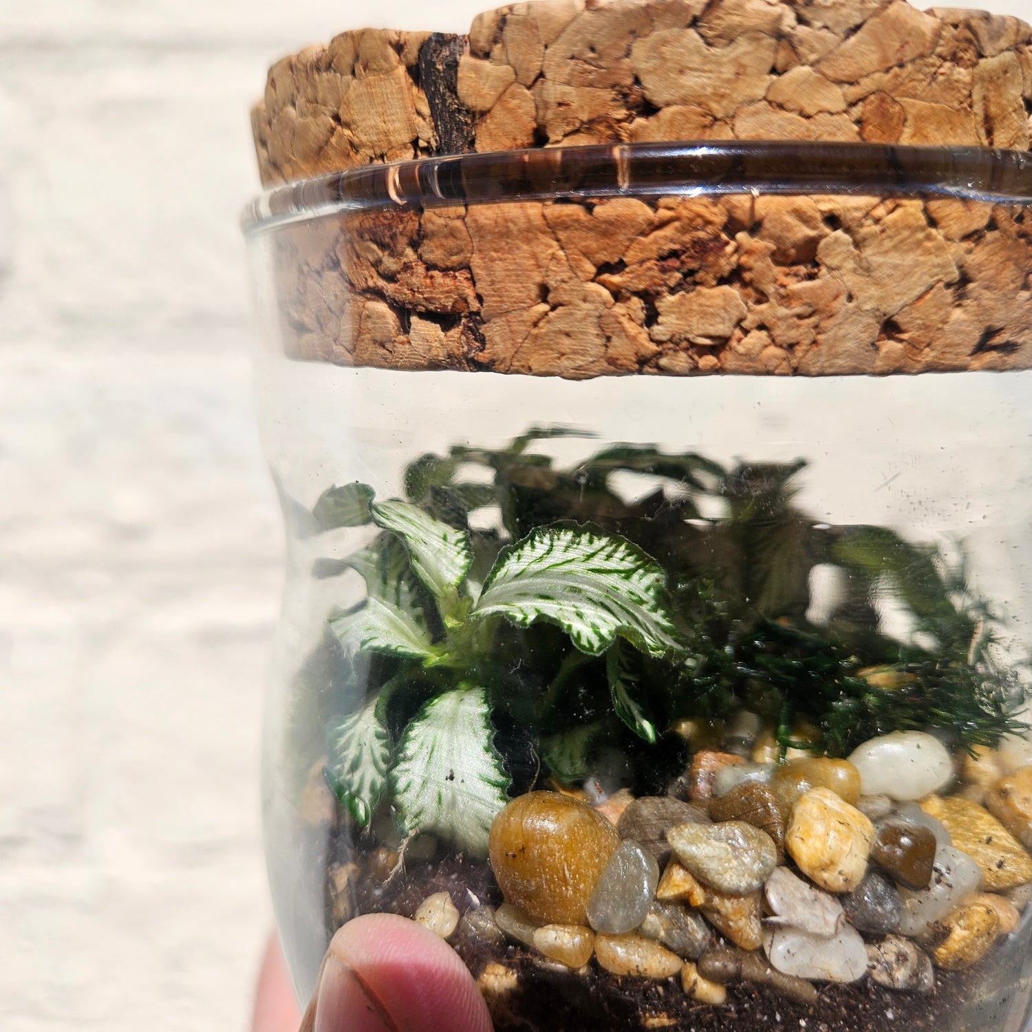 Small Glass Closed Terrarium