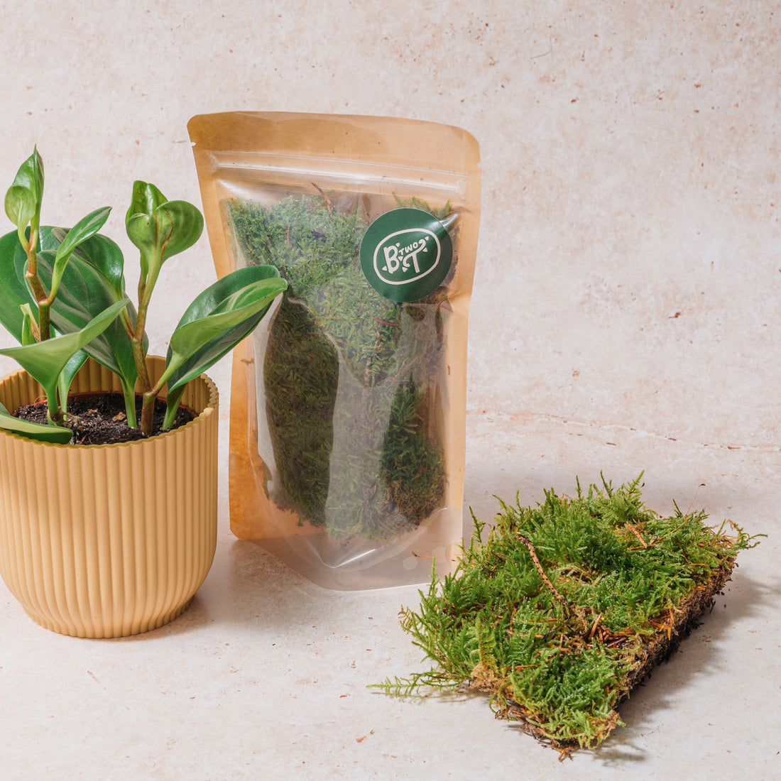 WHOLESALE PLAGIOTHECIUM (FLAT MOSS)