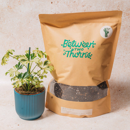 Cacti and Succulent Soil Mix- 500g/1kg Peat Free