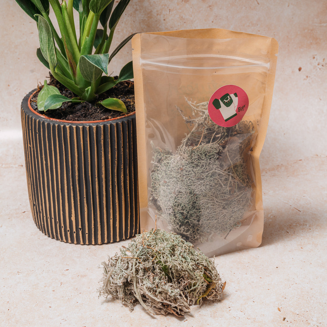 WHOLESALE CLADONIA RANGIFERINA (SILVER REINDEER MOSS)