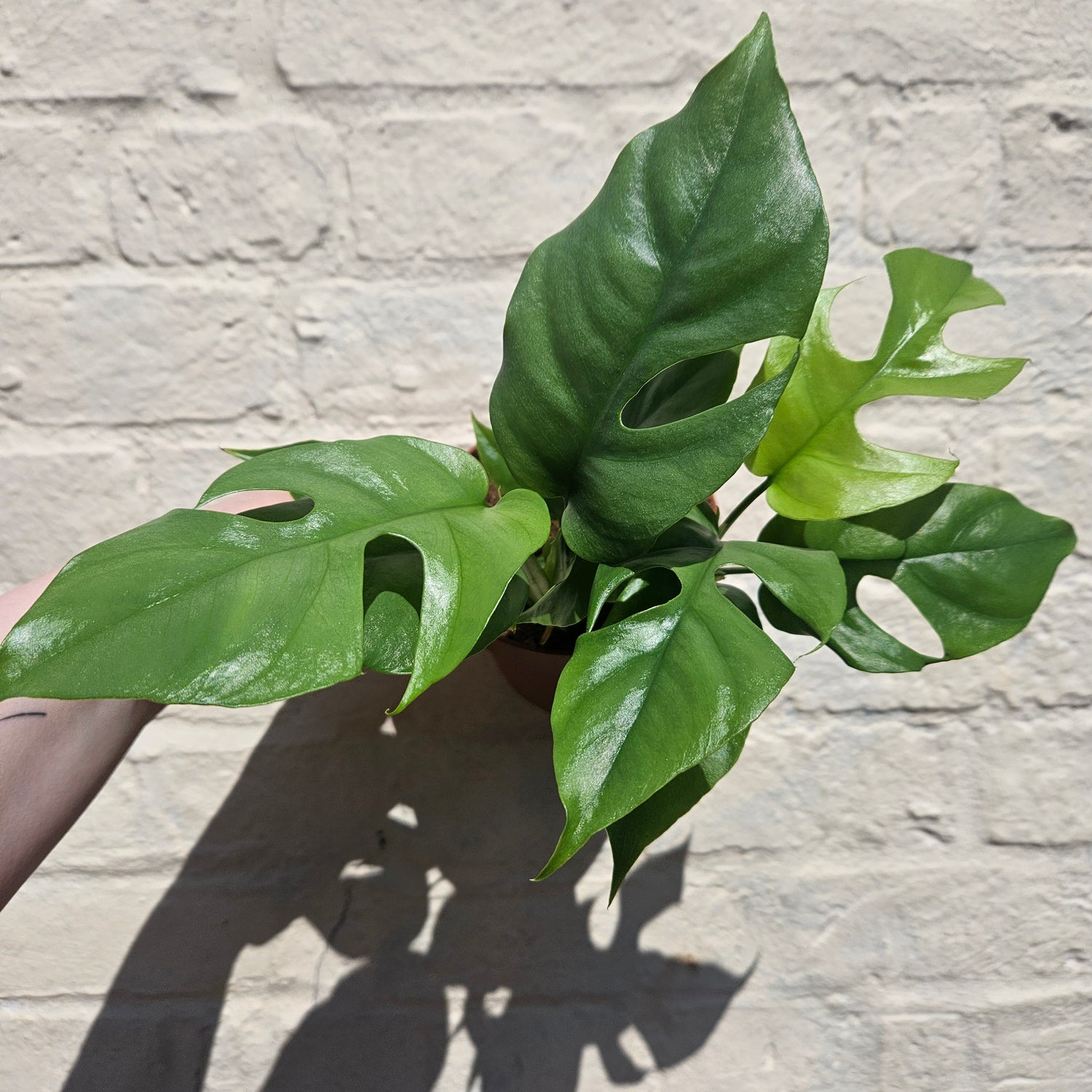 Rhaphidophora tetrasperma (Monstera Minima)