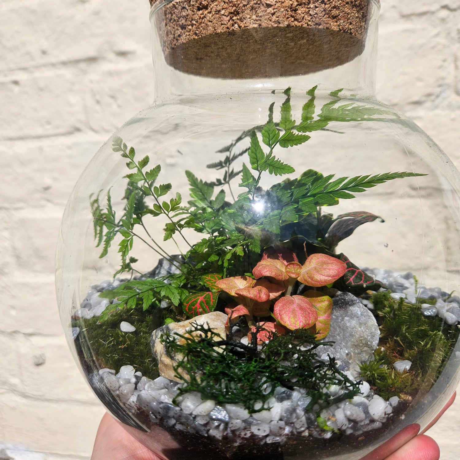 Medium dome shaped closed terrarium with cork