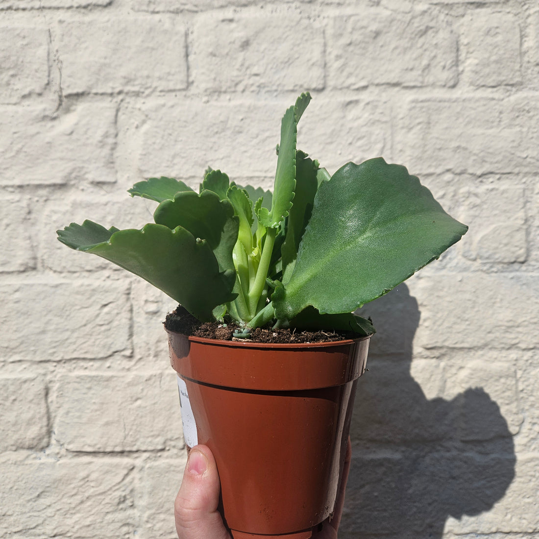 Kalanchoe daigremontiana (Mother of Thousands)
