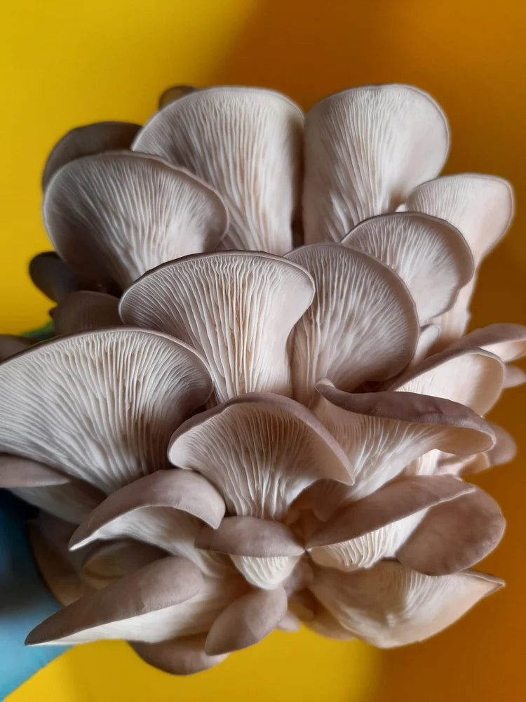 Caley Bros mushroom kits