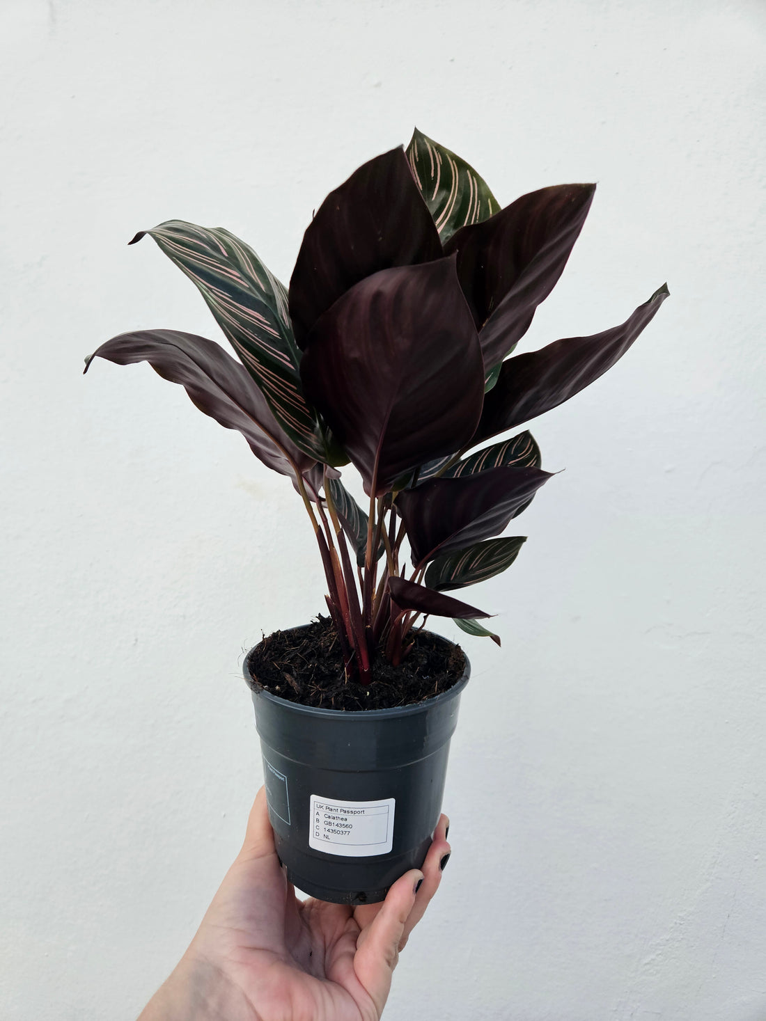 Goeppertia majestica &