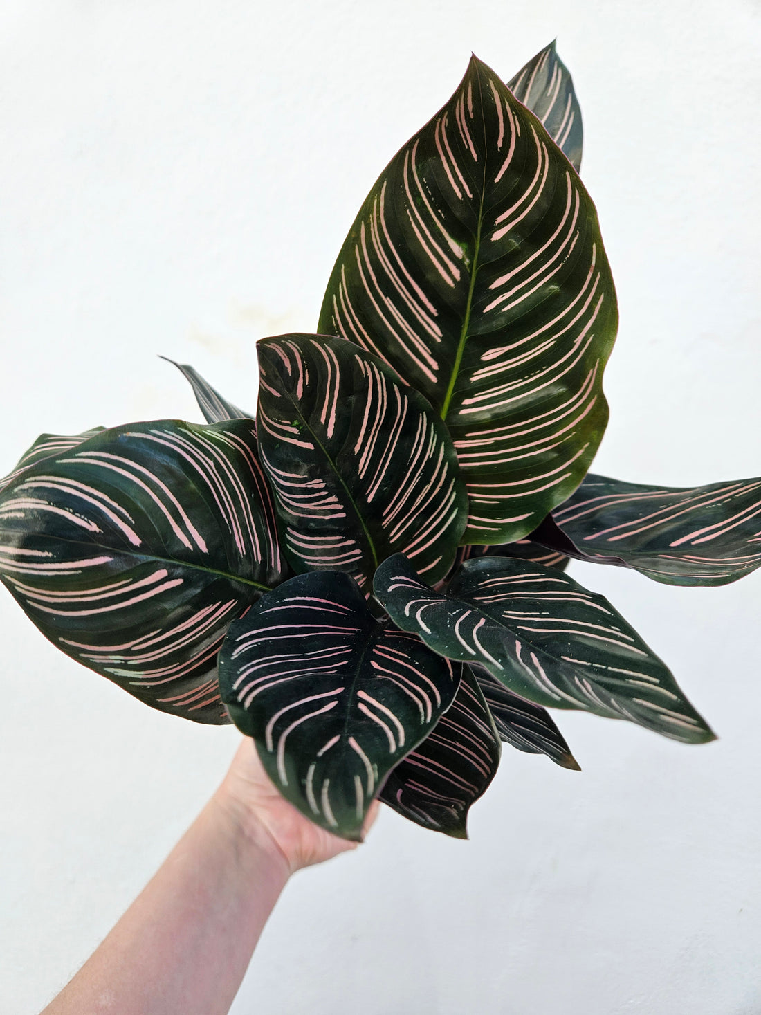 Goeppertia majestica &