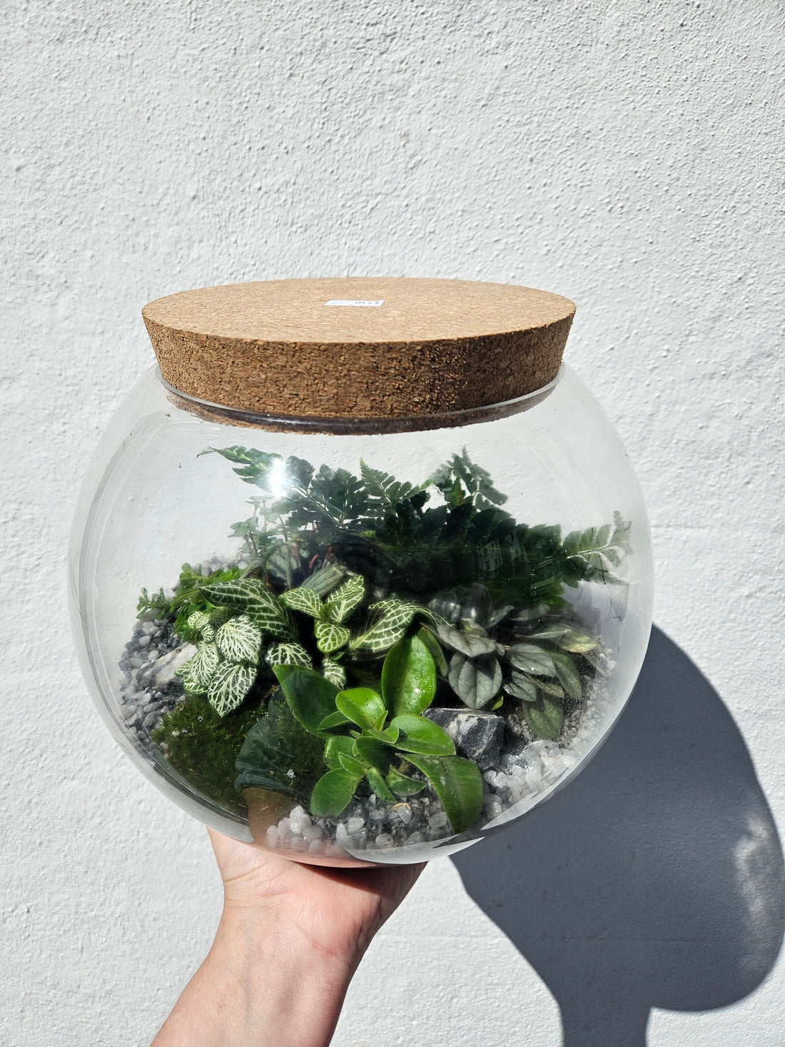 Medium Dome Shaped Closed Terrarium