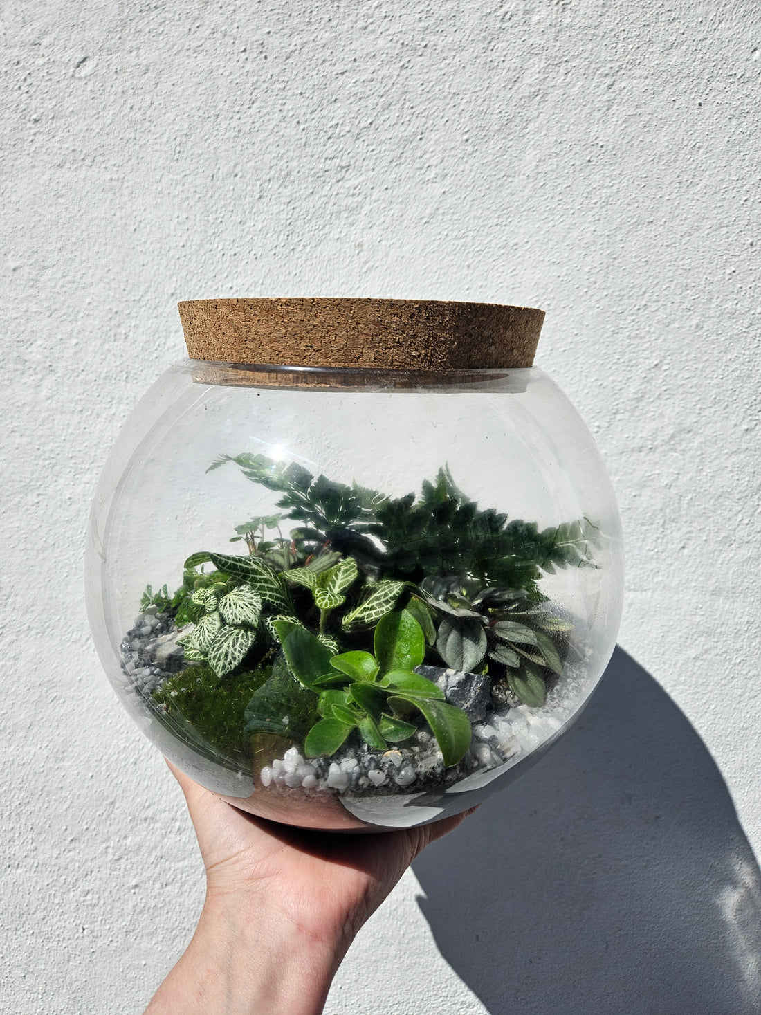 Medium Dome Shaped Closed Terrarium