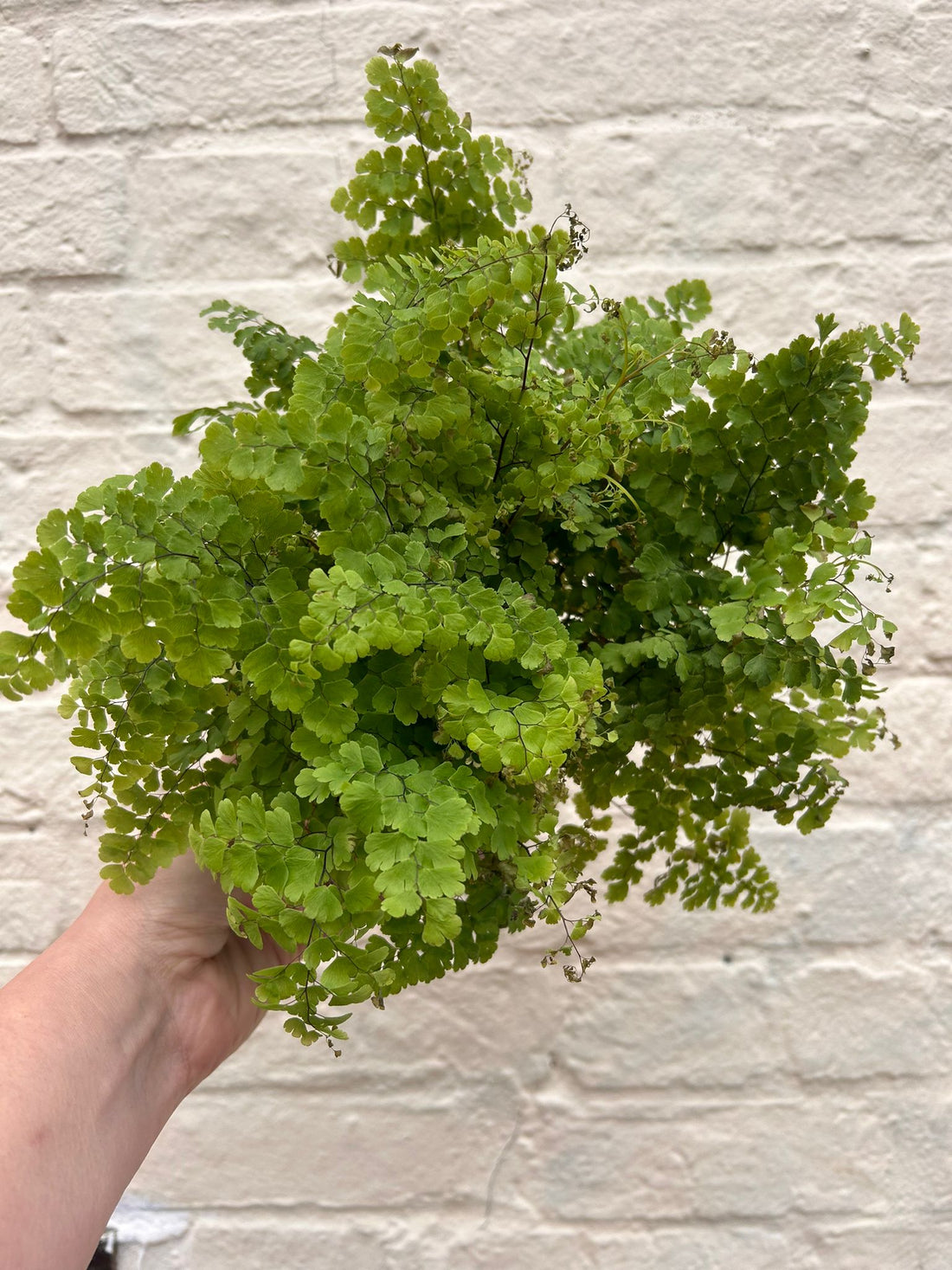 Adiantum raddianum (Delta maidenhair fern)