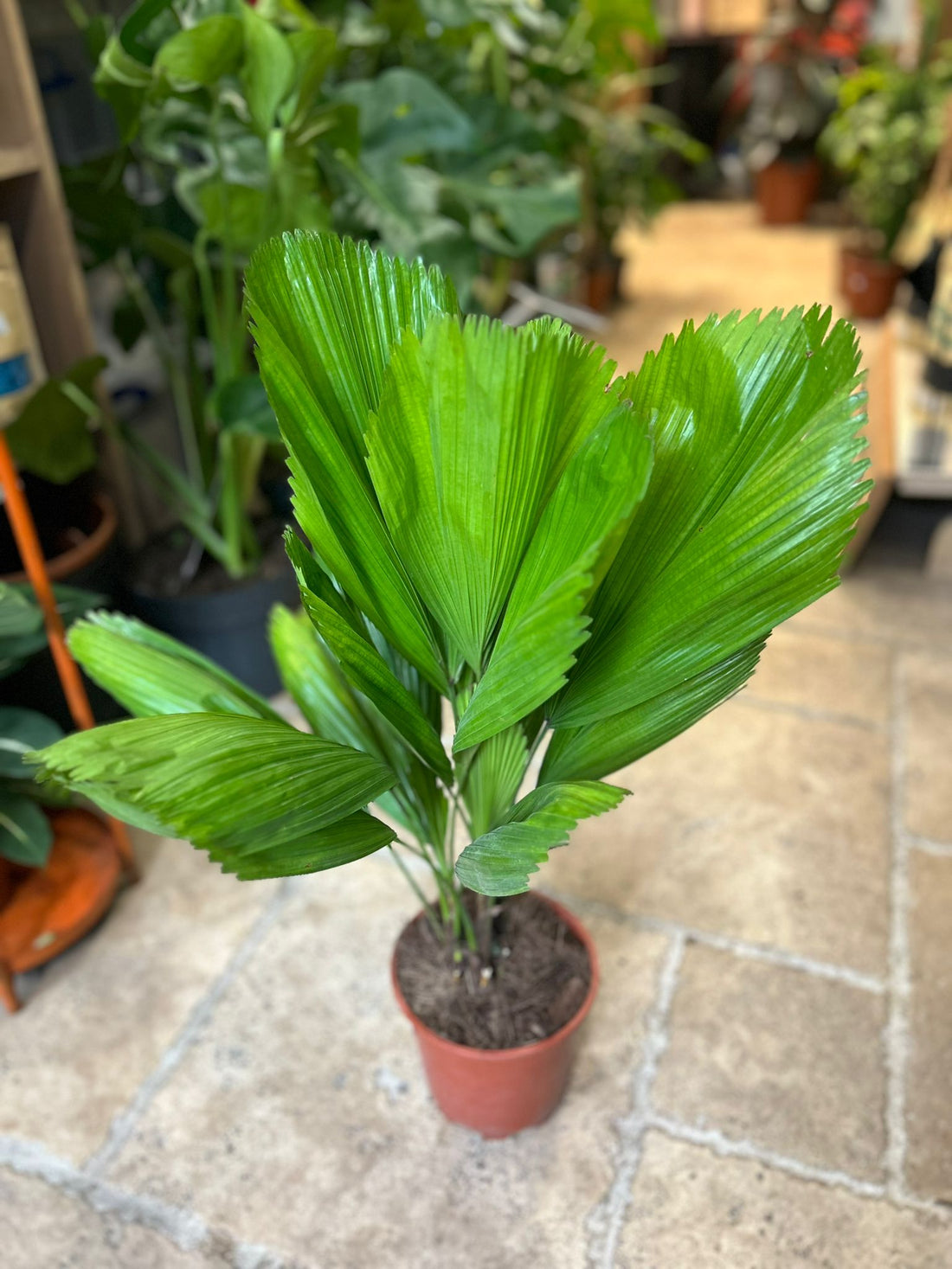 Licuala grandis (Ruffled fan palm)