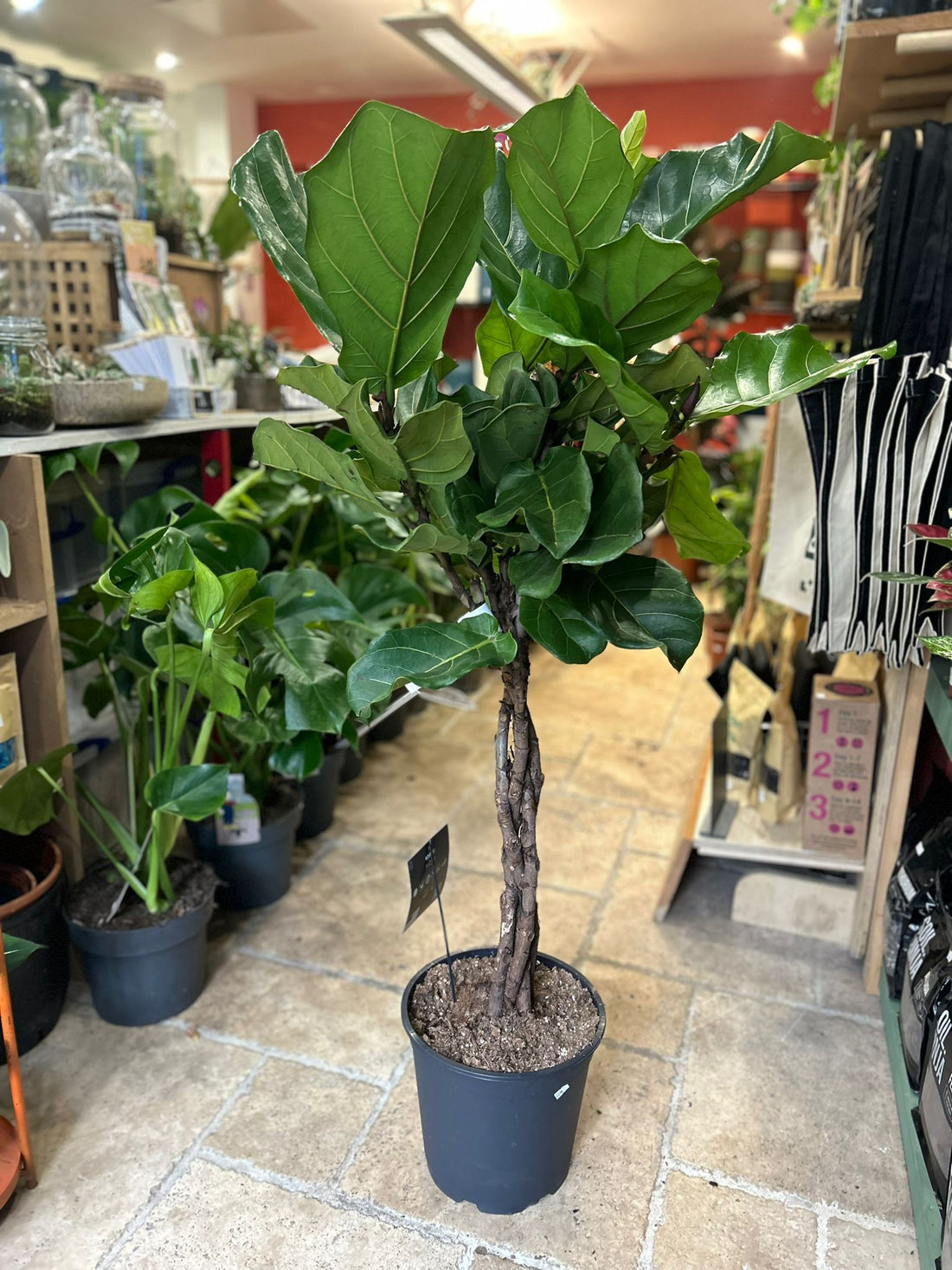 Ficus lyrata (Fiddle leaf fig)