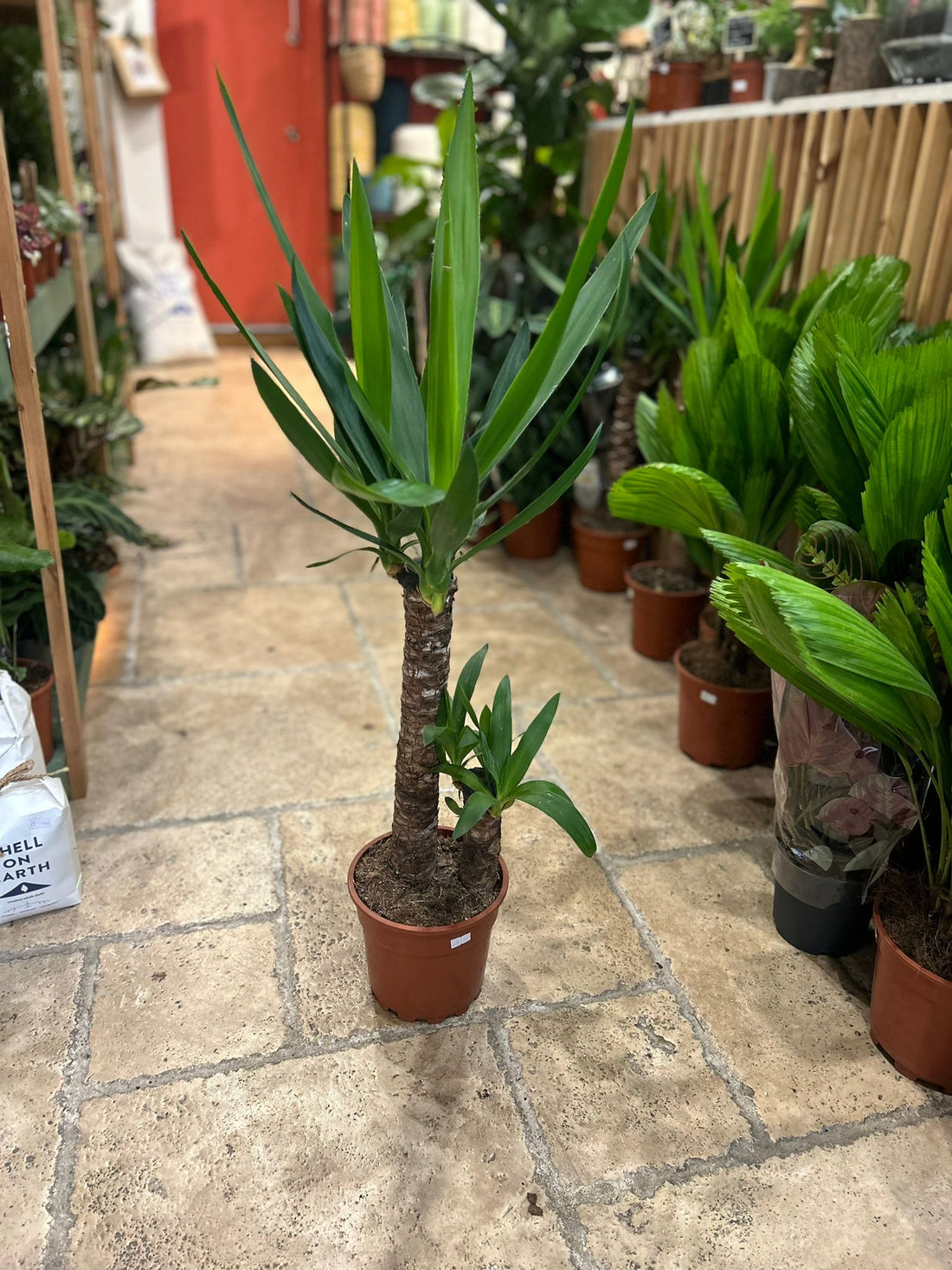 Yucca elephantipes (Spineless Yucca Plant)