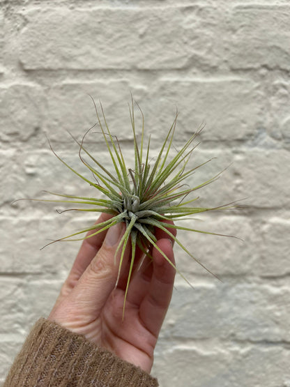 Tillandsia &