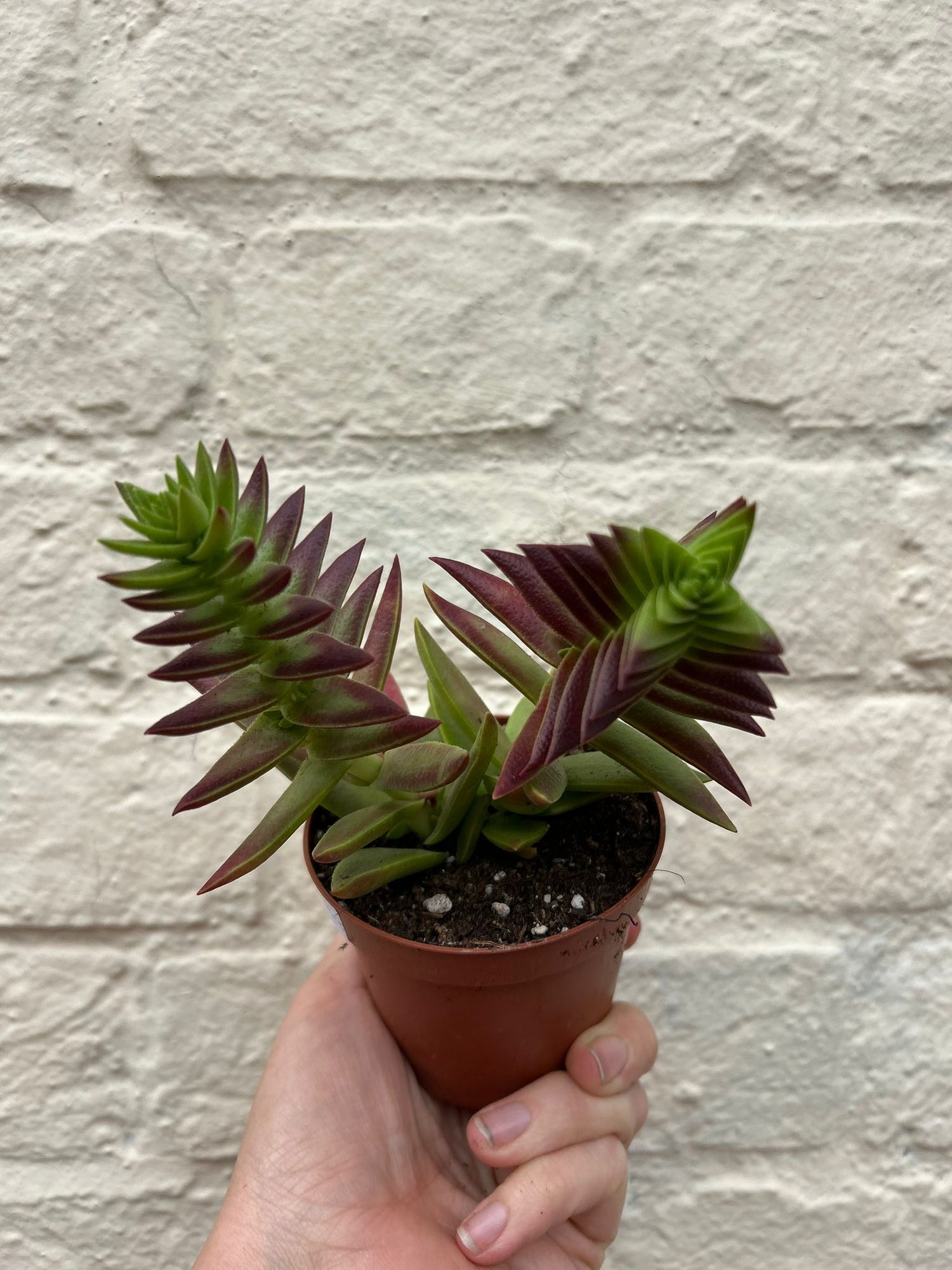 Crassula capitella varieties