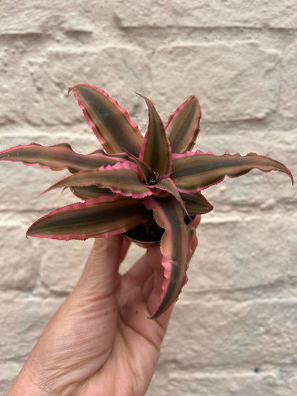 Cryptanthus bivittatus (Earth star)
